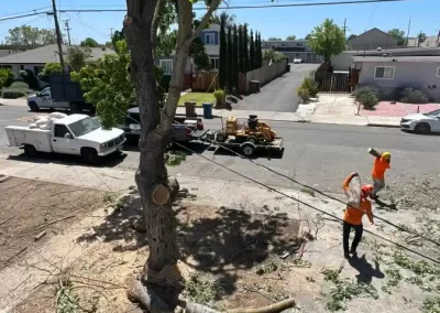 Amazing Tree Service