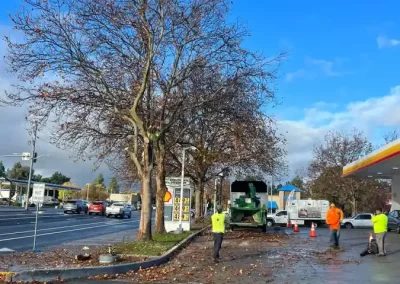 Best Tree Service