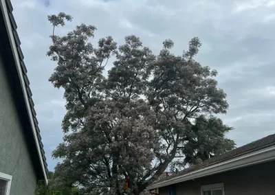 Competent Tree Service