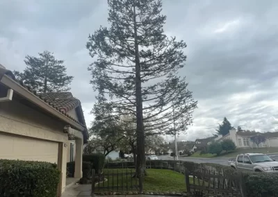 Dependable Tree Service