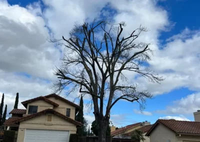 Exceptional Tree Service