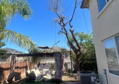 Extraordinary Tree Service