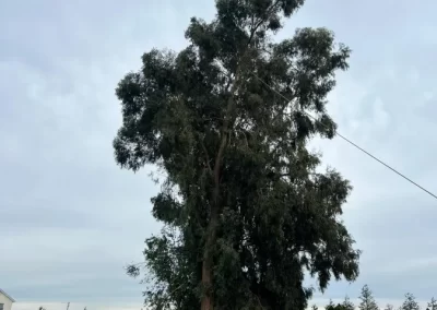 Good Tree Service