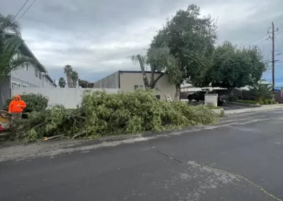 Impeccable Tree Service