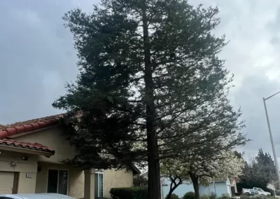 Incredible Tree Service