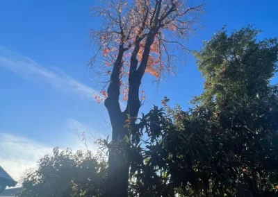 Local Tree Service