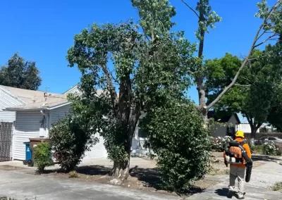 Notable Tree Service