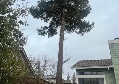 Outstanding Tree Service