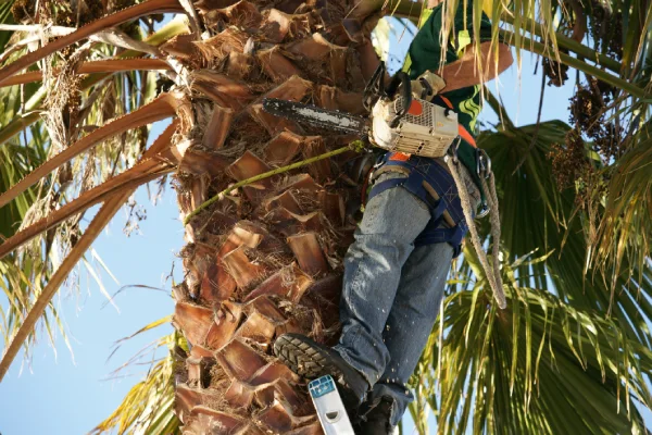 Palm Removal Palm Removal