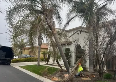 Quality Tree Service