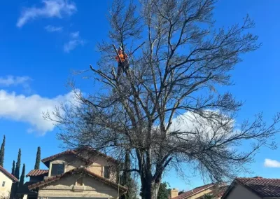 Reliable Tree Service