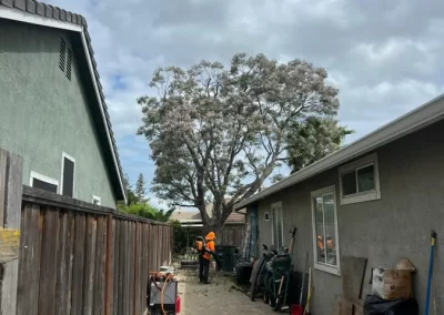 Splendid Tree Service