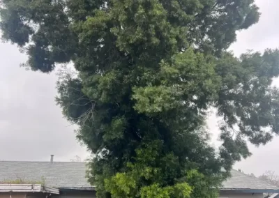 Superb Tree Service