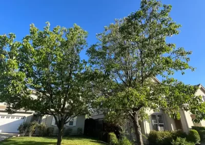 Supreme Tree Service