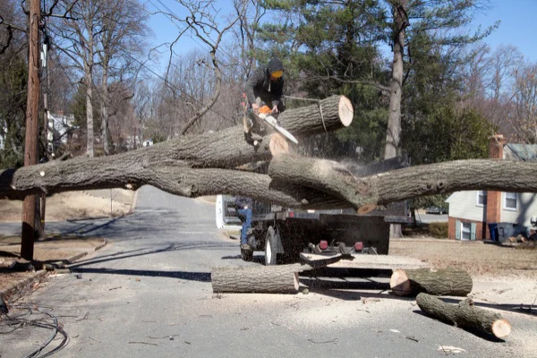 Tree Expert in Antioch, CA