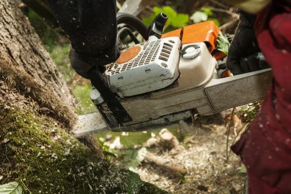 Tree Felling Tree Felling