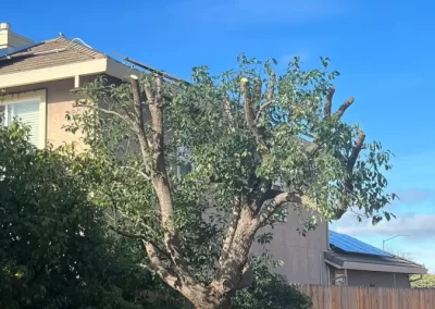 Tree Maintenance
