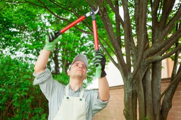 Tree Pruning Services Tree Pruning Services