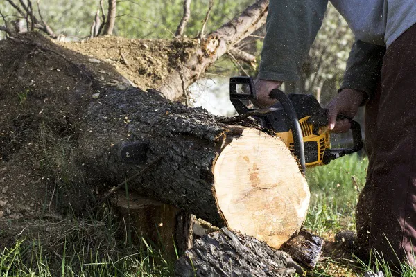 Tree Removal Tree Removal