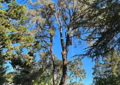 Tree Specialist