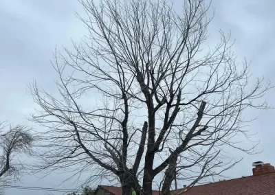 Trusted Tree Service