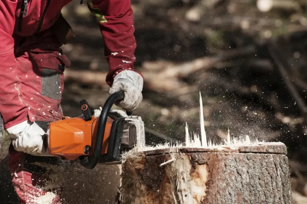 How To Remove Tree Stumps Without a Stump Grinder Antioch, CA