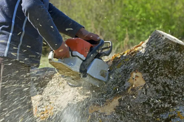 How To Remove Tree Stumps Without a Stump Grinder in Antioch, CA