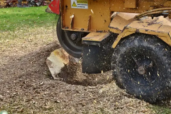 How To Remove a Tree Stump Antioch, CA