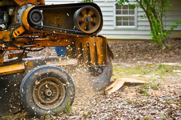 How To Remove a Tree Stump in Antioch, CA