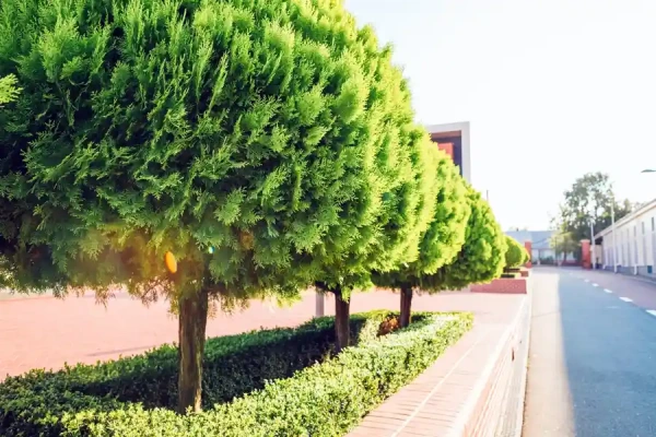 How To Trim Trees Antioch, CA