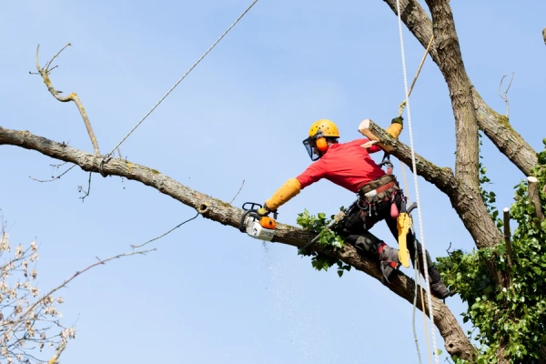 How To Trim Trees in Antioch, CA