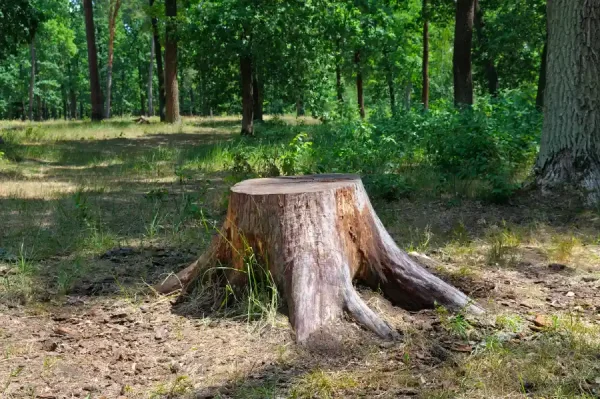 Reliable Stump Removal in Antioch, CA