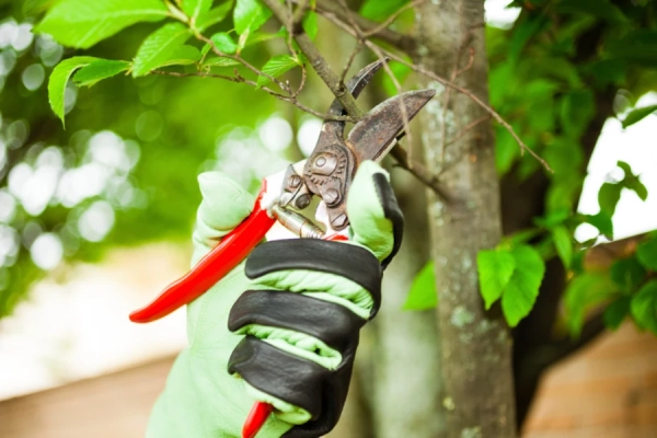 The Difference Between Trimming and Pruning Trees in Antioch, CA