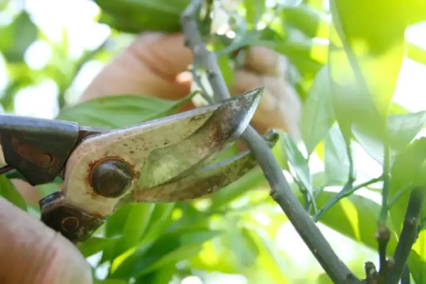 Trusted Tree Pruning Services in Antioch, CA