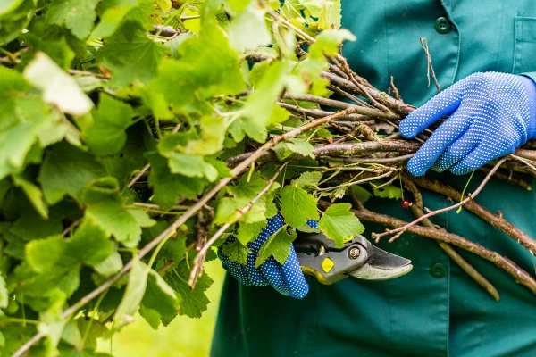Reliable Tree Pruning Services in Antioch, CA
