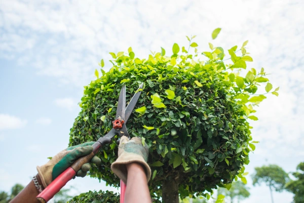 Dependable Tree Pruning Services in Antioch, CA