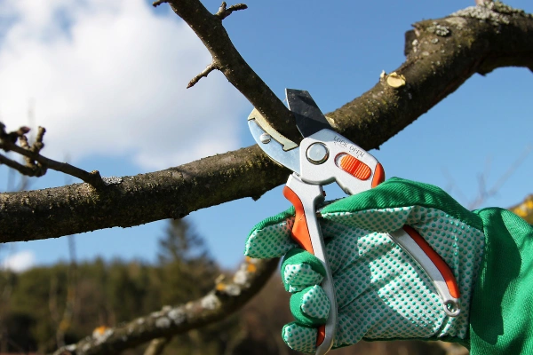 Expert Tree Trimming in Antioch, CA