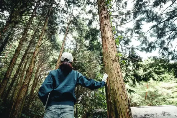 Reliable Tree Trimming in Antioch, CA
