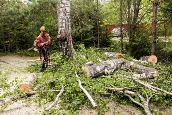 What Happens To Roots After Stump Grinding Antioch, CA