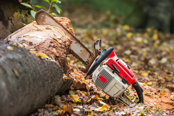 What Happens To Roots After Stump Grinding in Antioch, CA