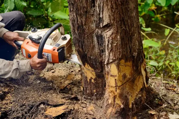What Is Stump Grinding Antioch, CA