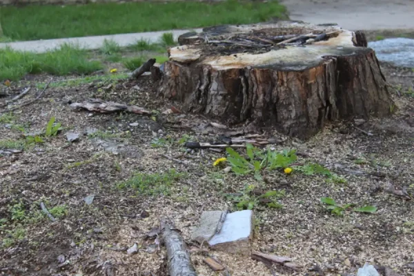 What Is Stump Grinding in Antioch, CA