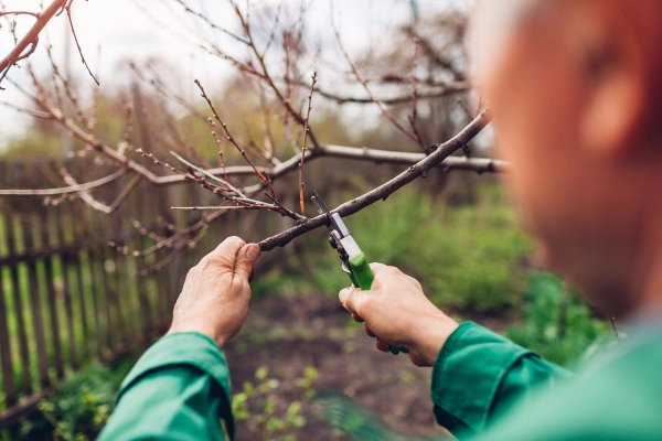 What Is Tree Pruning Antioch, CA