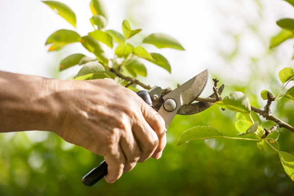 What Is Tree Pruning in Antioch, CA