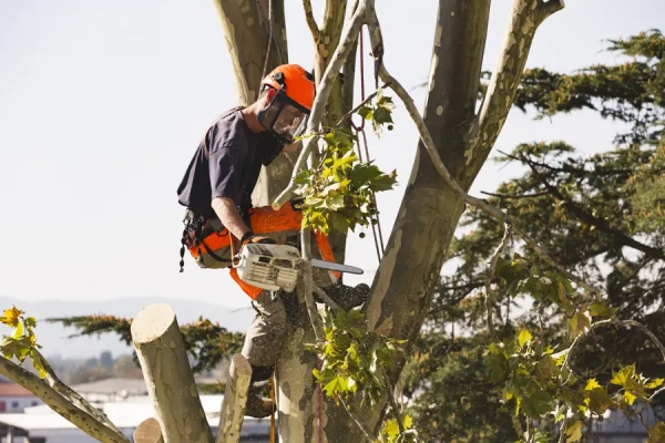 What Is Tree Trimming Antioch, CA