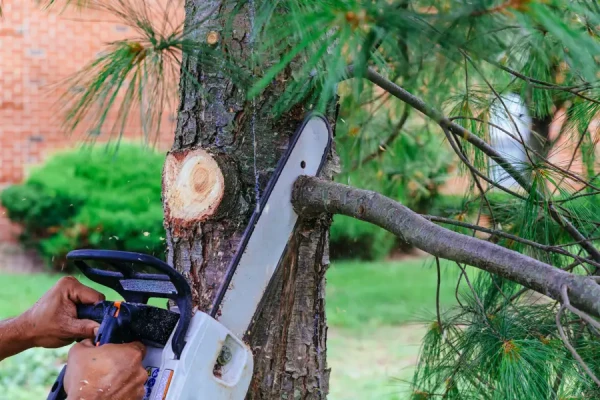 What Is Tree Trimming in Antioch, CA